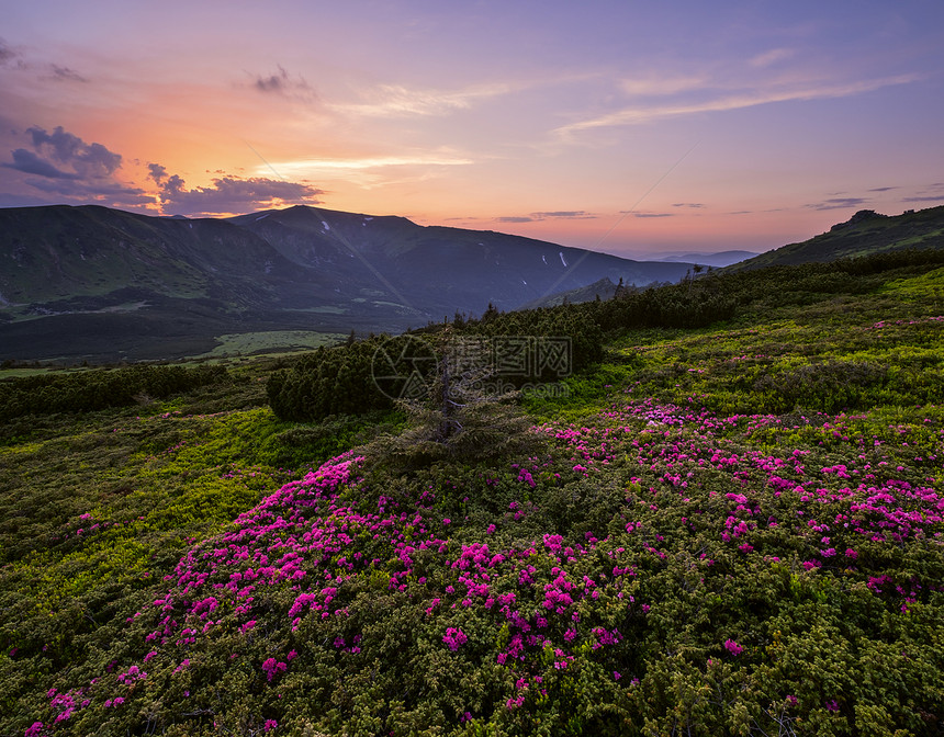 夏日山坡上的红玫瑰花朵日落喀尔巴阡山之夜乌克兰科霍诺拉图片