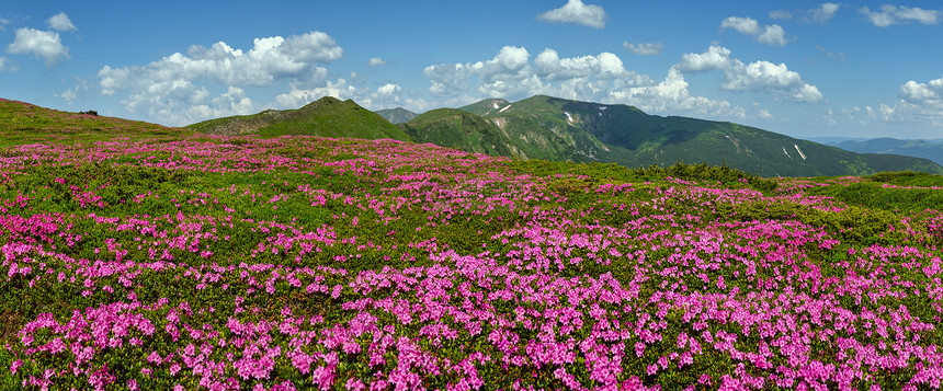 乌克兰科霍诺拉喀尔巴阡山的闪烁斜坡rhododendron花朵图片