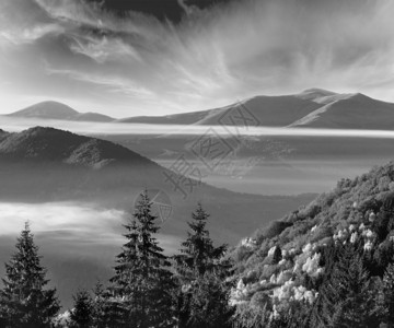 灰度秋坡上的森林山顶之间的云层图片