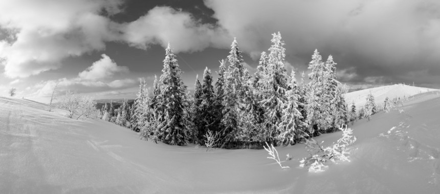 灰度冬季平静的山地景观坡上有美丽的霜冻树木和雪地喀尔巴阡山乌克兰高分辨率全景图片
