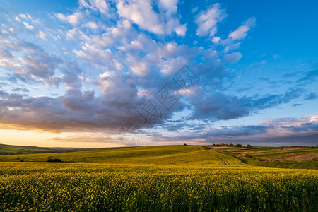 春日落黄籽露天景色蓝空夜光下有云自然季节天气好候生态农业村美观背景图片