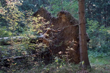 秋天在森林中堕落的树图片