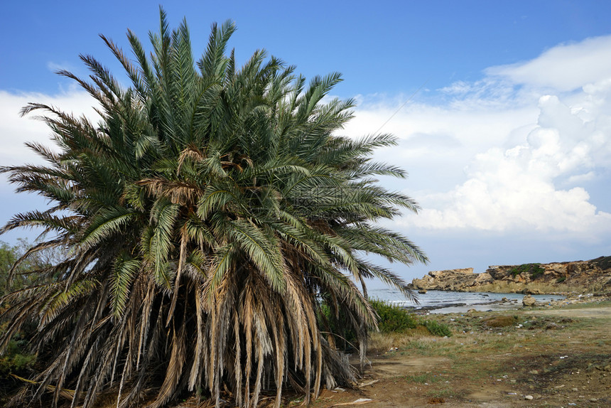 北塞浦路斯海滩上一棵大棕榈树图片