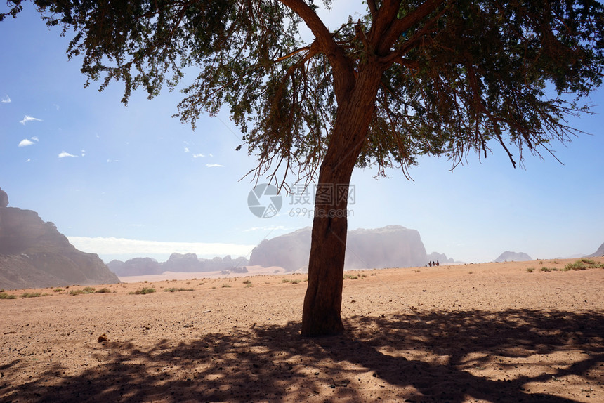 约旦WadiRum沙漠的孤树图片