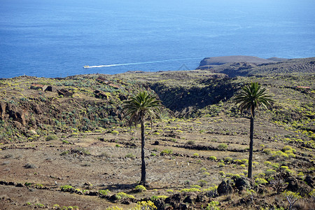 西班牙拉戈梅岛斜坡上两棵棕榈树图片
