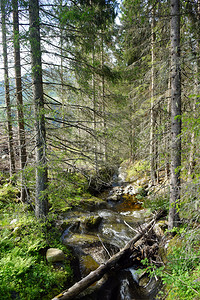 挪威森林中的河流图片