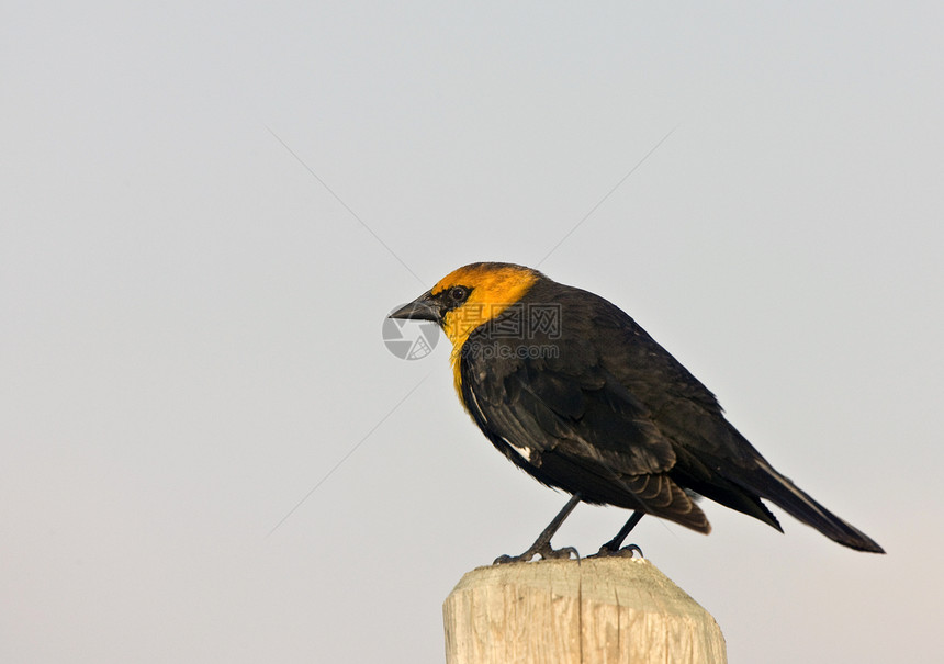 加拿大萨斯喀彻温的黄头黑鸟图片