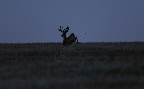 草原黄昏中奔跑跳跃的骡鹿图片