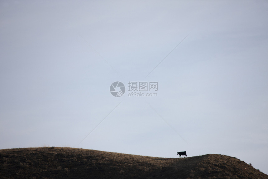 加拿大萨斯喀彻温山上大湿地牛图片