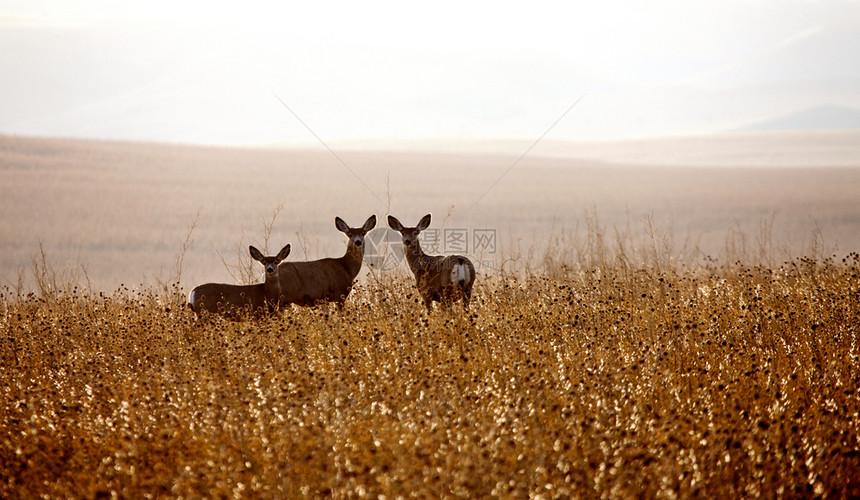 加拿大萨斯喀彻温省野地鹿图片