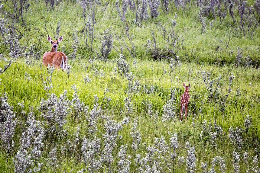 加拿大萨斯喀彻温省野外鹿和图片