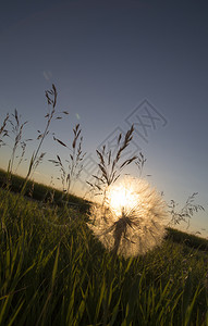 萨斯喀彻温草原上的自然风光日落图片