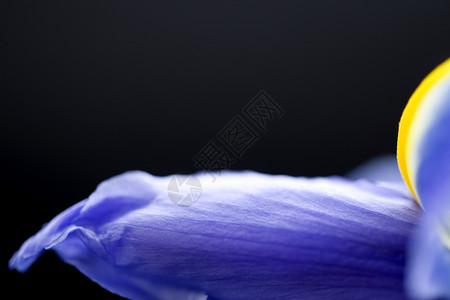 工作室自然光中的Iris大型露珠滴高清图片