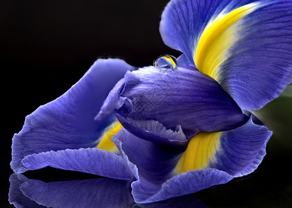 工作室自然光中的Iris大型露珠滴高清图片