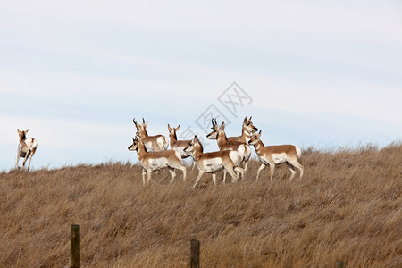 加拿大阿尔伯塔省田野中的叉角羚羊图片