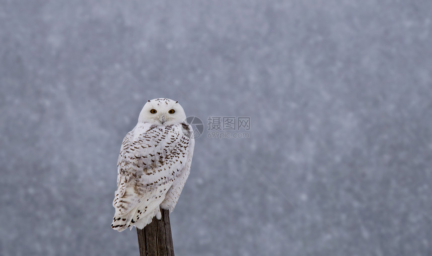 加拿大冬季FencePost上的雪猫图片