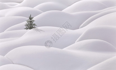 Moguls和树木长青白雪山图片