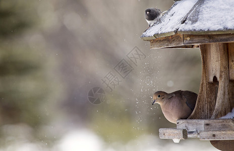 加拿大冬季食鸟动物雪中冬季的寒哀伤多夫图片