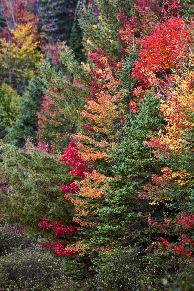 安大略省马斯科卡阿尔冈琴公园秋色图片