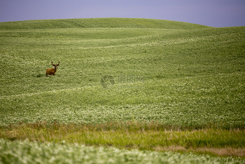 加拿大萨斯喀彻温省脉动作物田鹿图片