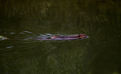 Beaver在加拿大萨斯喀彻温的黄昏游泳图片