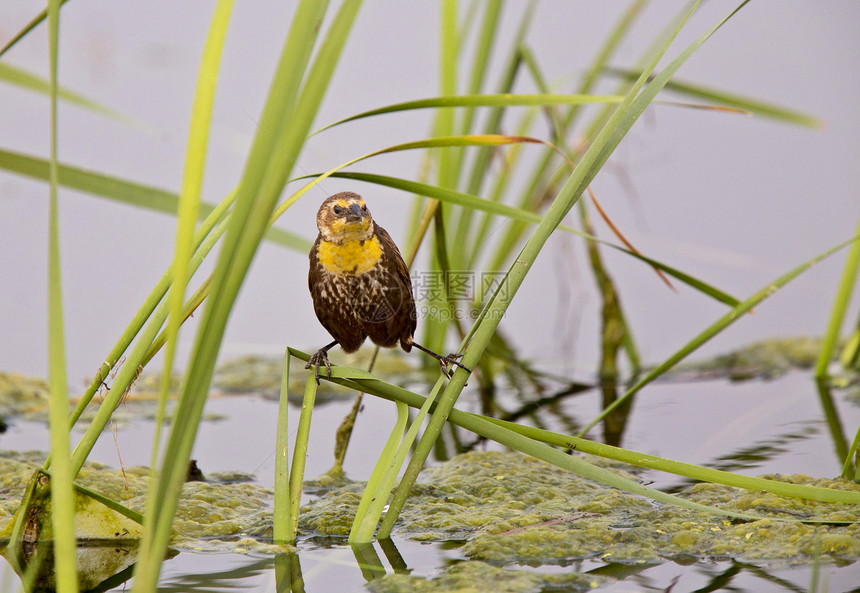 萨斯喀彻温沼泽的黄头黑鸟图片