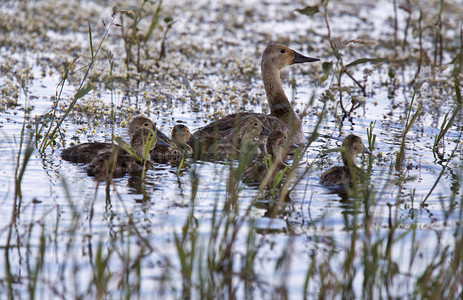 沙斯克特切万加拿大湿地野生婴儿鸭图片