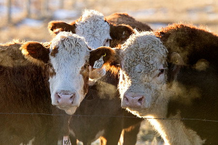 加拿大萨斯喀彻温省冬季牛群聚集图片