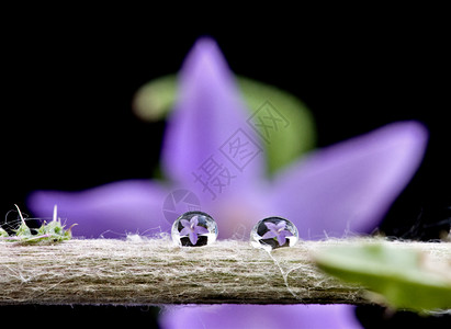 圆叶风毛菊红花家族的紫色粉背景