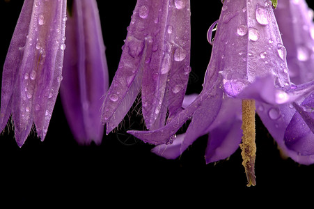 圆叶风毛菊红花家族的紫色粉背景