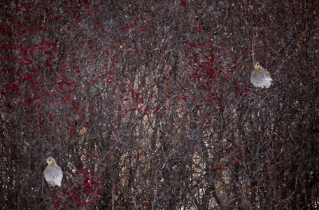 加拿大冬季的树上刺成的草原图片