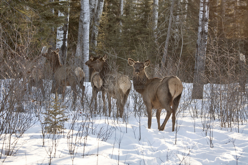 加拿大萨斯喀彻温北部冬季的鹿头图片