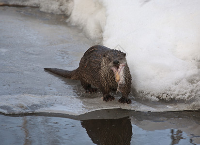 加拿大萨斯喀彻温省冬季北部Otter图片