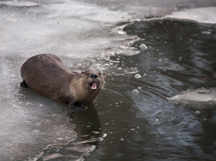 加拿大萨斯喀彻温省冬季北部Otter图片