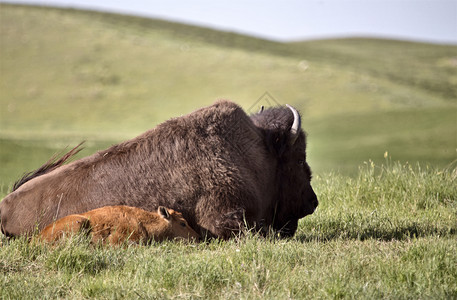 AmericanBison和婴儿草原加拿大萨斯喀彻温图片