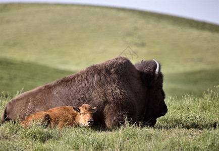 加拿大萨斯喀彻温省草原上野牛和它的孩子图片