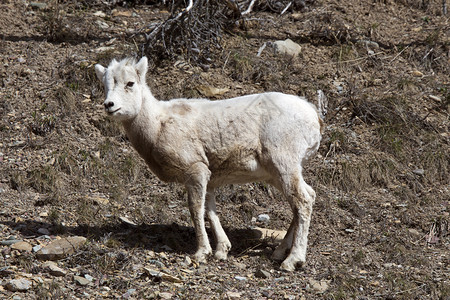 加拿大艾伯塔省沃特顿的洛基山羊图片