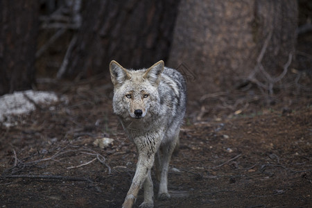 美国约塞米特公园野木狼图片