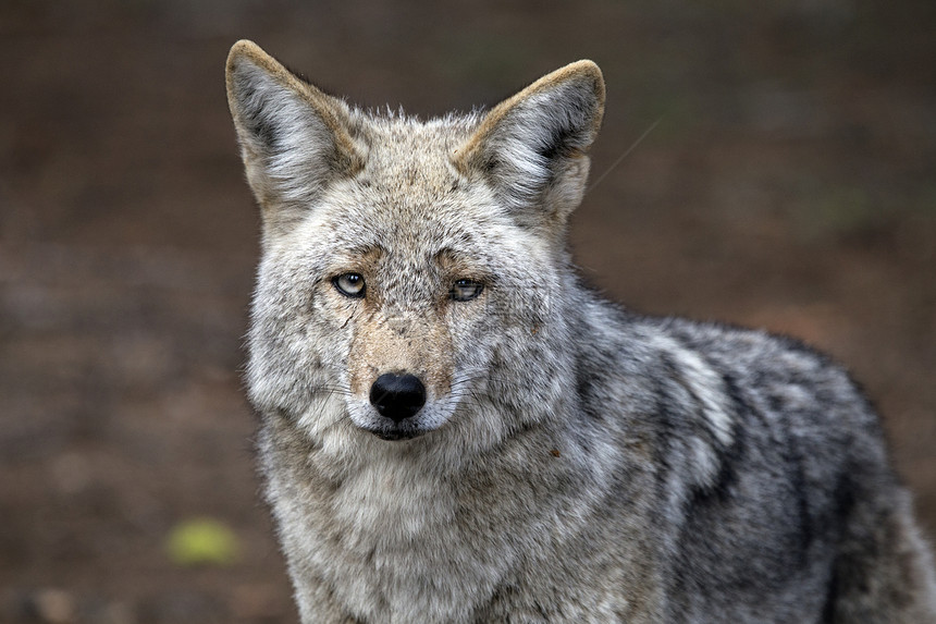 美国约塞米特公园野木狼图片