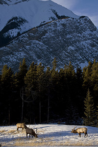 加拿大艾伯塔省Banff附近的冬季野鹿图片