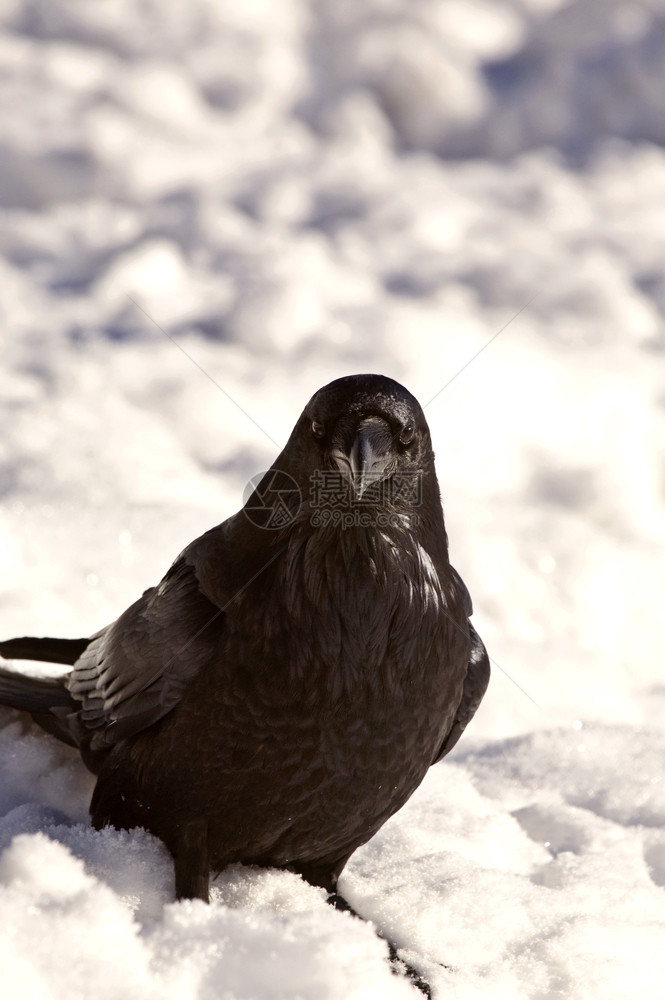 加拿大艾伯塔省雪中拉文乌鸦RavenCrow图片
