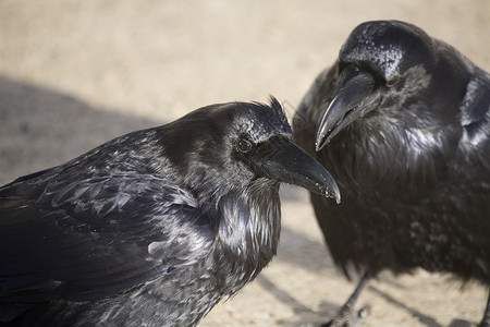 黑色的乌鸦加拿大艾伯塔省雪中拉文乌鸦RavenCrow背景