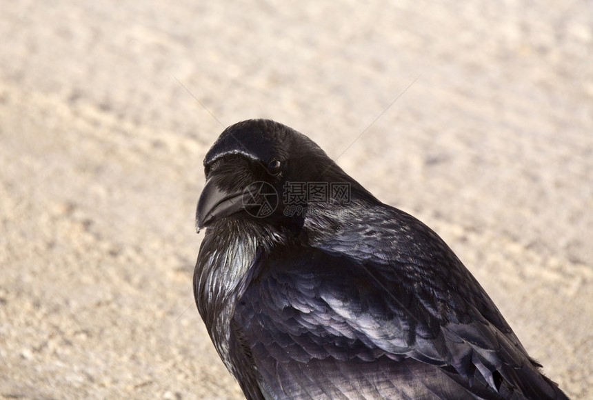 加拿大艾伯塔省雪中拉文乌鸦RavenCrow图片