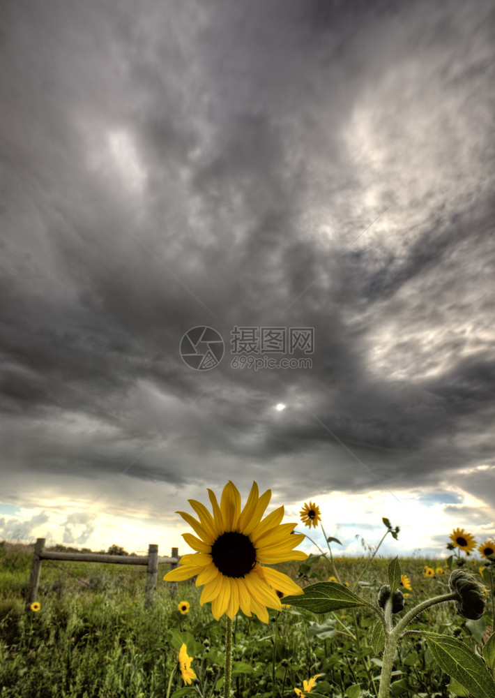 萨斯喀彻温风暴云和黄色路边鲜花图片