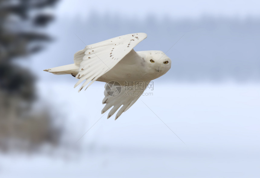 加拿大冬季飞行中的雪猫图片