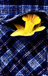 衬衫小口袋蓝色设计中多花彩的Dafodil图片