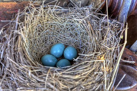 近视图古旧拖拉机里的鸟巢有野生蓝色鸟蛋图片