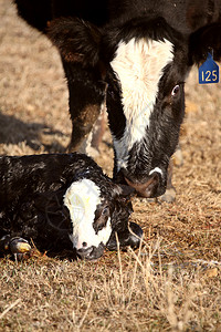 新生儿小牛被母亲舔干净图片
