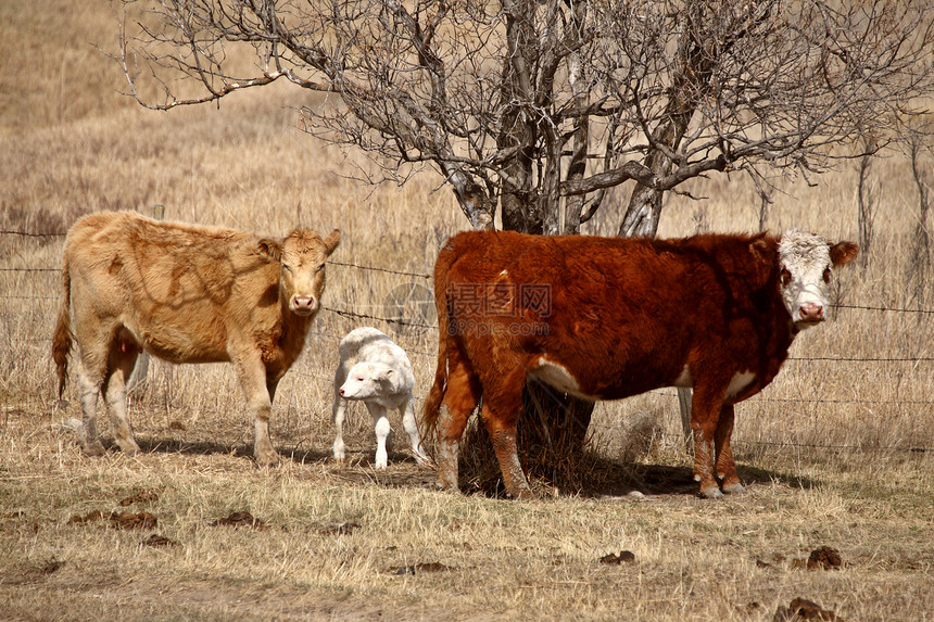 春草牧场中的牛和幼图片