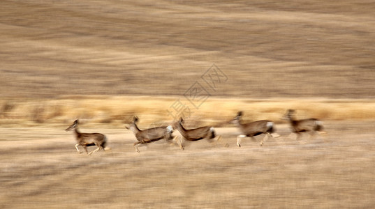 横跨帕蕊的木鹿图片